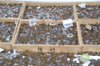 20070101_omiyahikawajinja_007